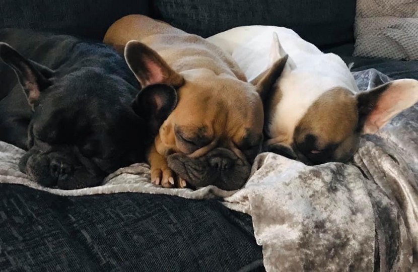 The Jenkinsons' beloved family pets - three French bulldogs