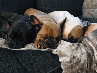 The Jenkinsons' beloved family pets - three French bulldogs